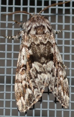 Panthea acronyctoides