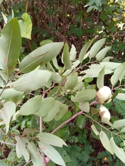 Xylopia