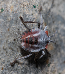 Tessaratoma papillosa