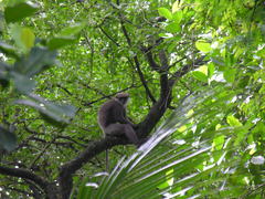 Semnopithecus vetulus