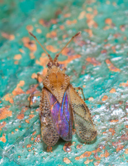 Trachypeplus chinensis