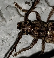 Elaphidion mucronatum