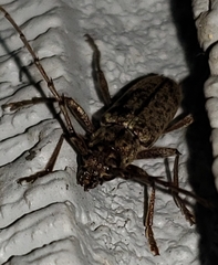 Elaphidion mucronatum