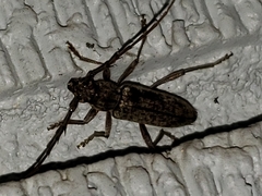 Elaphidion mucronatum