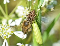 Oxyopes heterophthalmus