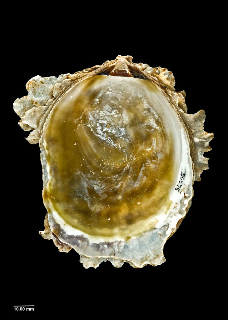 Chilean Oyster