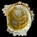 Bluff Oyster - Photo (c) Auckland War Memorial Museum, some rights reserved (CC BY), uploaded by Auckland War Memorial Museum