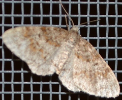 Eufidonia notataria