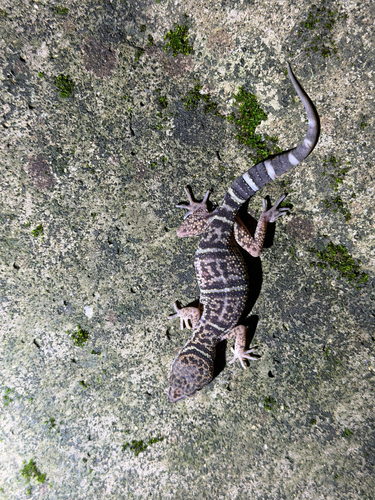 Wangshu Cave Gecko
