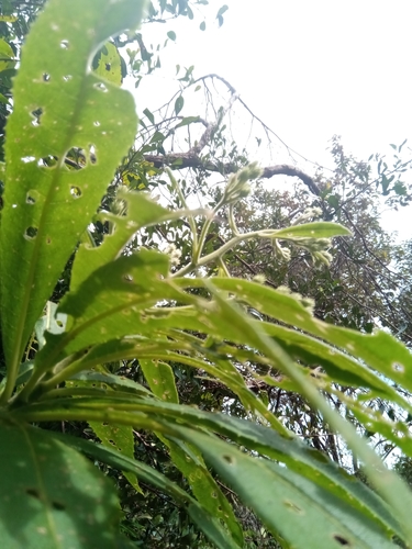 Vernonia kenteocephala image