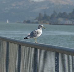 Larus delawarensis
