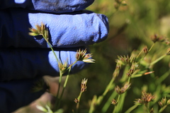 Juncus ranarius