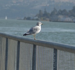 Larus delawarensis