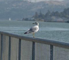 Larus delawarensis