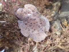 Alloiodoris lanuginata
