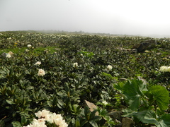 Rhododendron caucasicum, photograph (c) Виктория Билоус, some rights reserved (CC BY)
