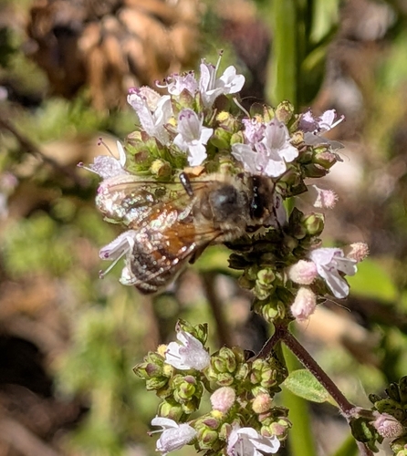 Image of Apis mellifera by (c) Brodie Cass Talbott, some rights reserved (CC BY)