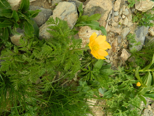 Pulsatilla aurea, photograph 5