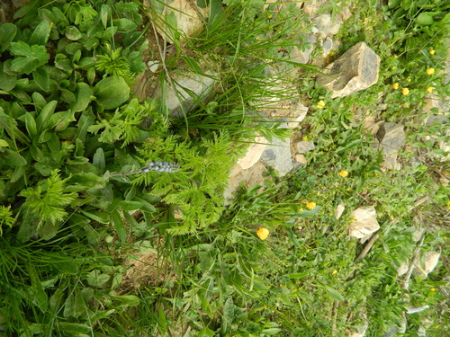 Pulsatilla aurea, photograph 4