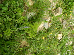 Pulsatilla aurea, photograph (c) Виктория Билоус, some rights reserved (CC BY)