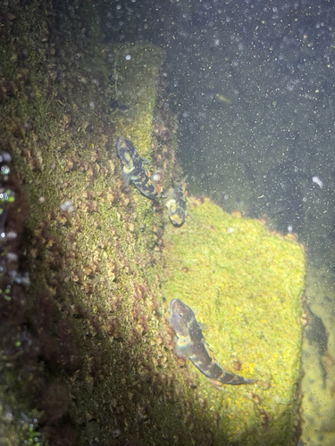 Whitecheek Goby