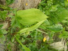 Erythronium caucasicum, photograph (c) Виктория Билоус, some rights reserved (CC BY)
