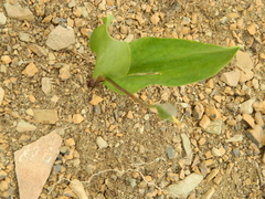 Erythronium caucasicum