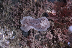 Alloiodoris lanuginata
