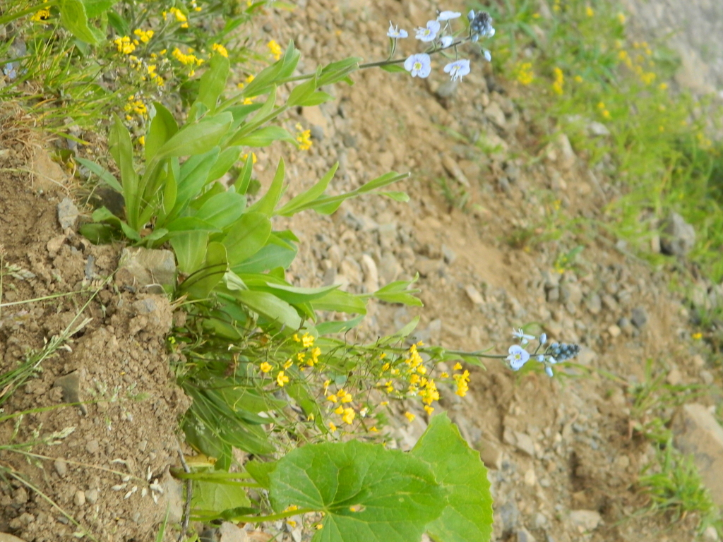 Veronica gentianoides; photograph (c) Виктория Билоус, some rights reserved (CC BY)