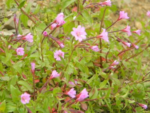 Epilobium algidum (Epilobium algidum)
