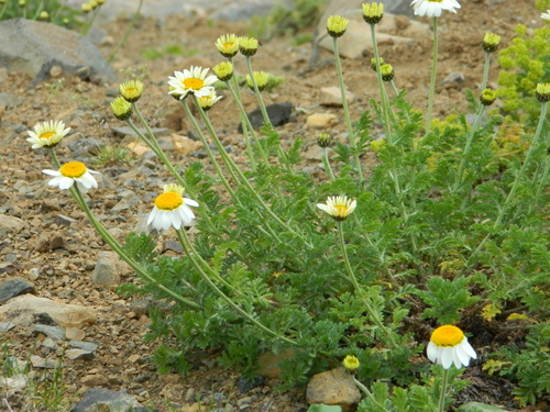 Cota melanoloma (Cota melanoloma)