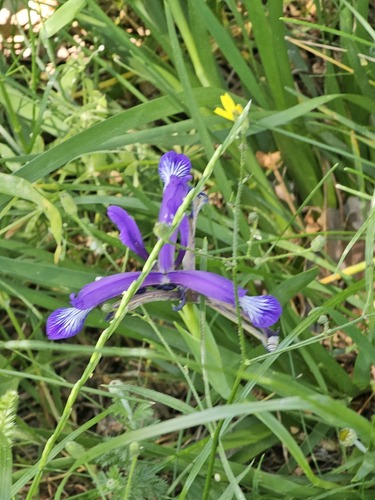Iris sintenisii, photograph 2