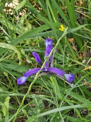 Iris sintenisii