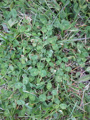 Trifolium pratense