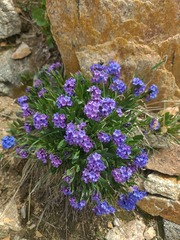 Mertensia tweedyi, photograph John Gaskin, CC0, iNaturalist via GBIF
