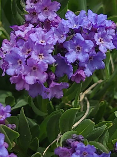 Mertensia tweedyi, photograph 1
