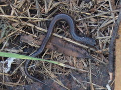 Batrachoseps gavilanensis