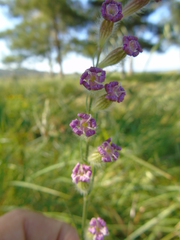 Silene bellidifolia