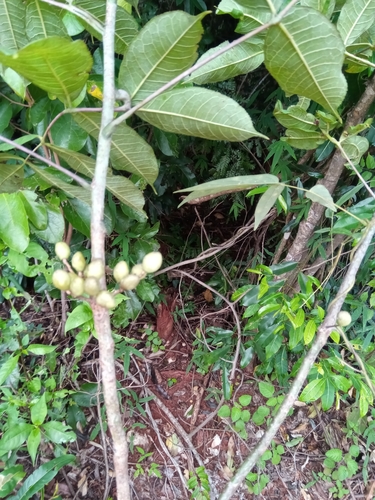 Commiphora pervilleana Engl.