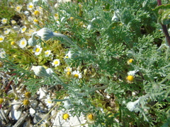 Anthemis peregrina
