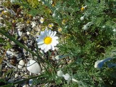 Anthemis peregrina