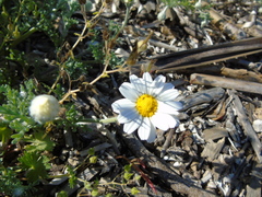 Anthemis peregrina