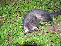 Paradoxurus hermaphroditus