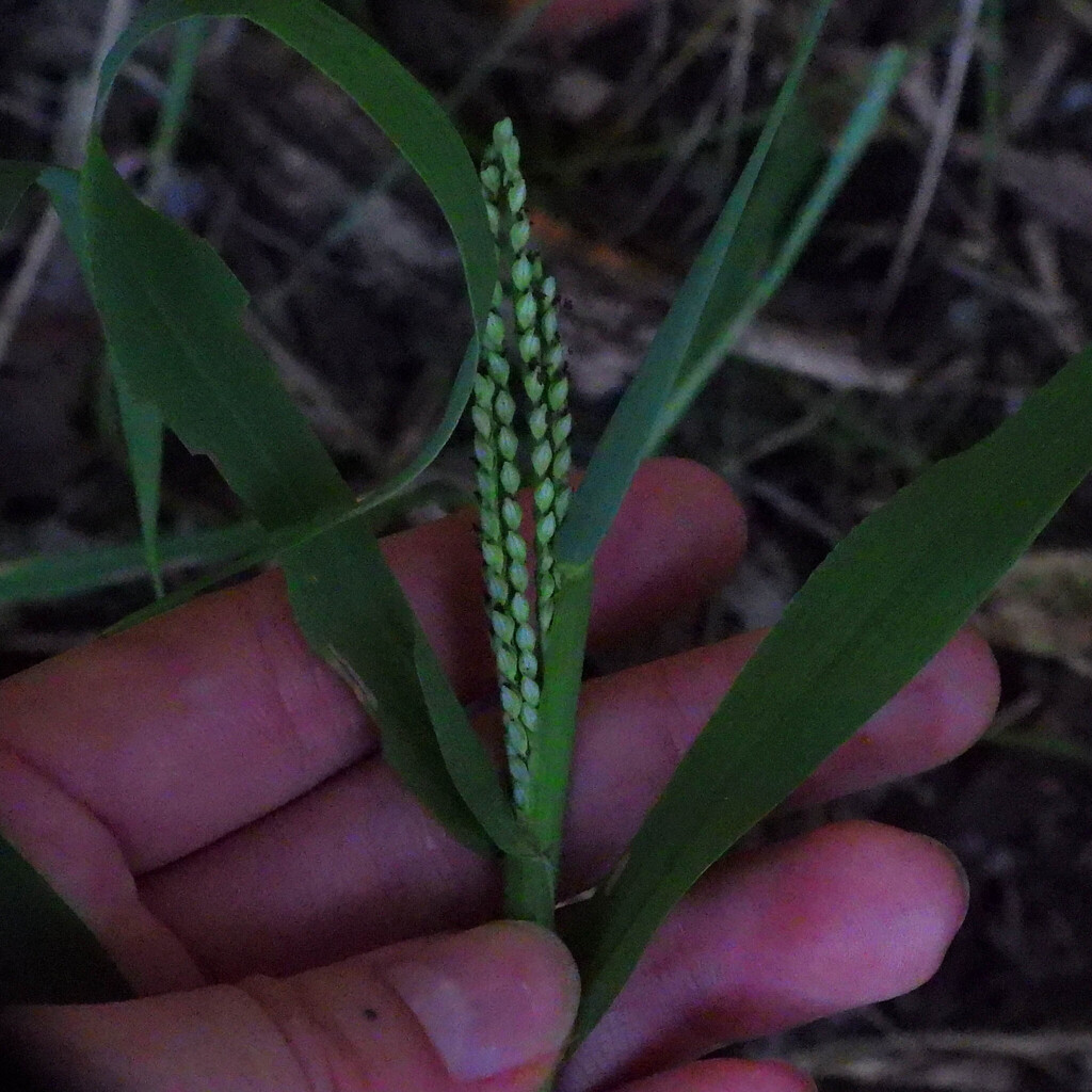 Paspalum pubiflorum; photograph (c) Frankie Simmons, some rights reserved (CC BY)
