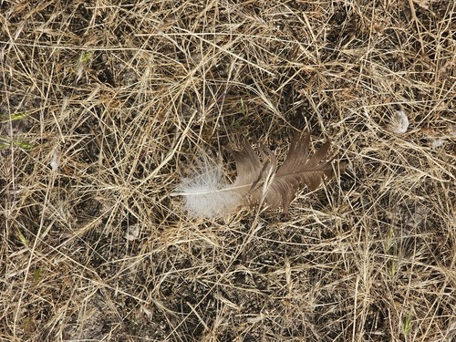 Plume de Vautour moine