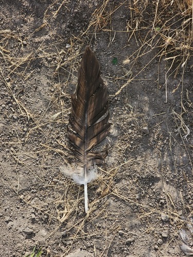 Plume de Vautour moine