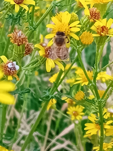 Image of Apis mellifera by no rights reserved