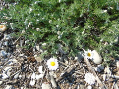 Anthemis peregrina