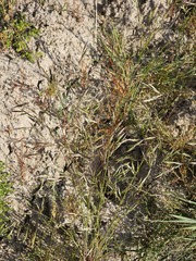 Bromus arvensis, photograph author not stated, no rights reserved