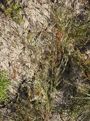 Bromus arvensis, photograph author not stated, no rights reserved